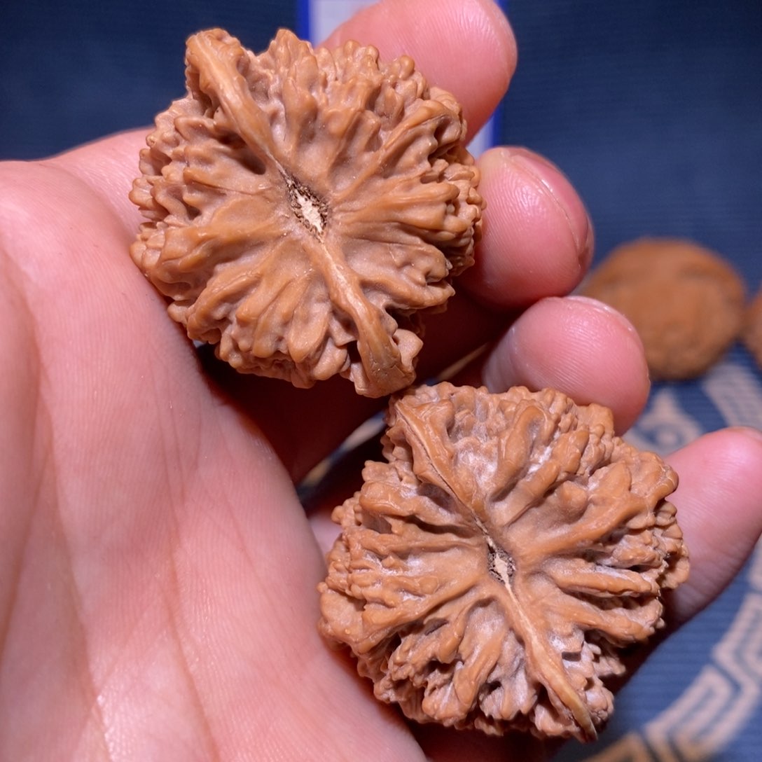 37尺 全品无修白茬 满天星