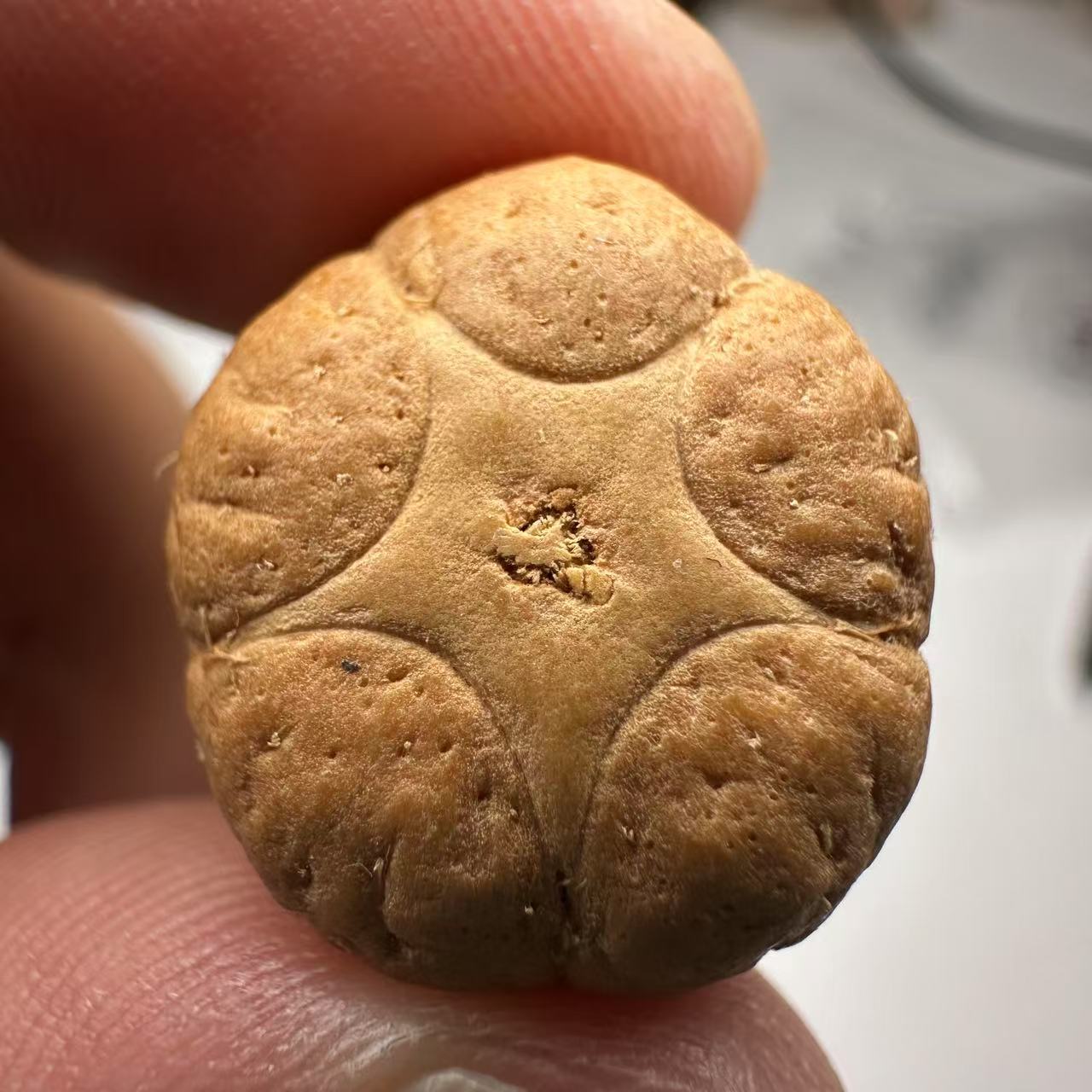 尼泊尔五星菩提，尺寸19，sss系列，货号64