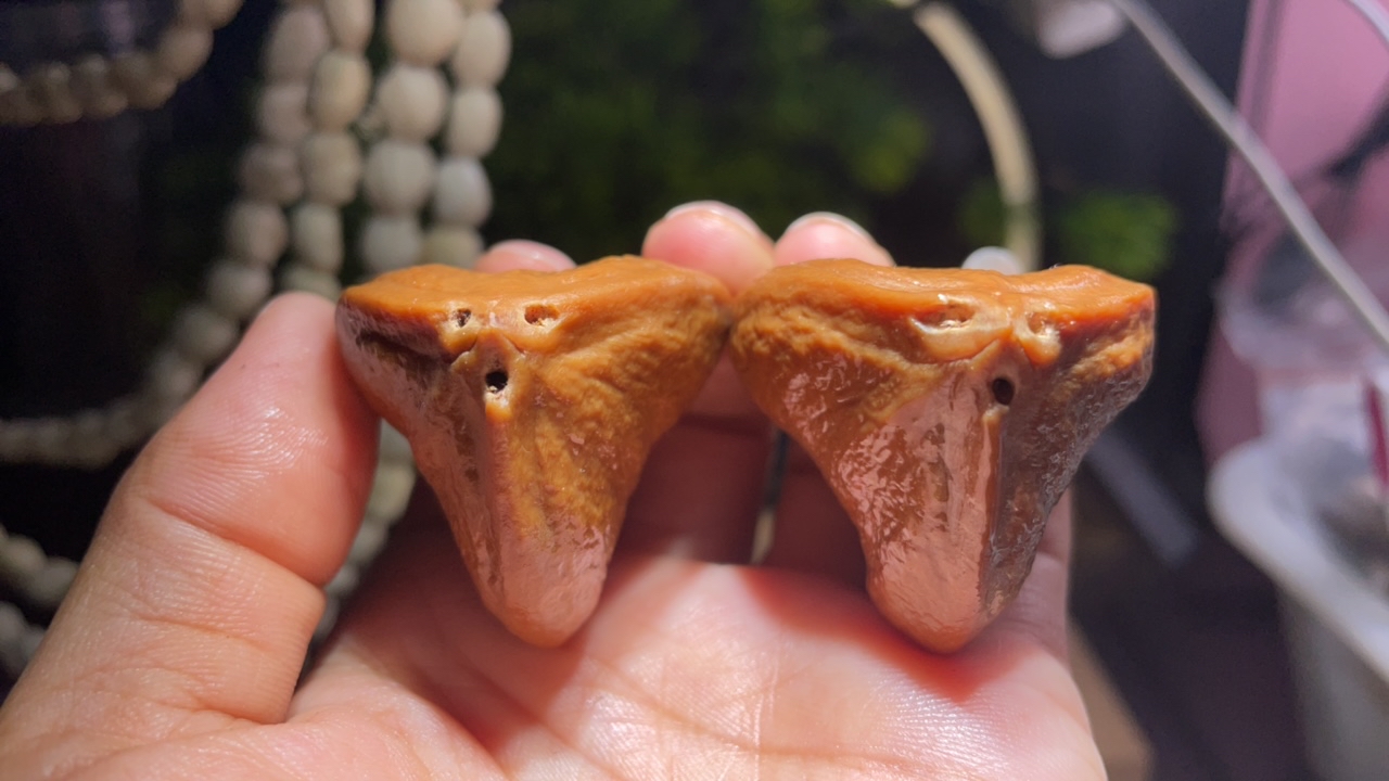 将军膀虎头三眼橄榄核