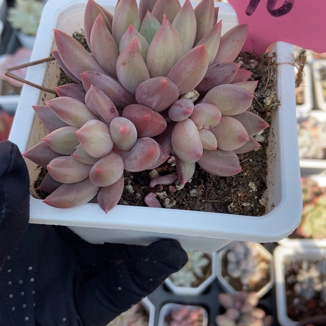596车厘子多肉植物