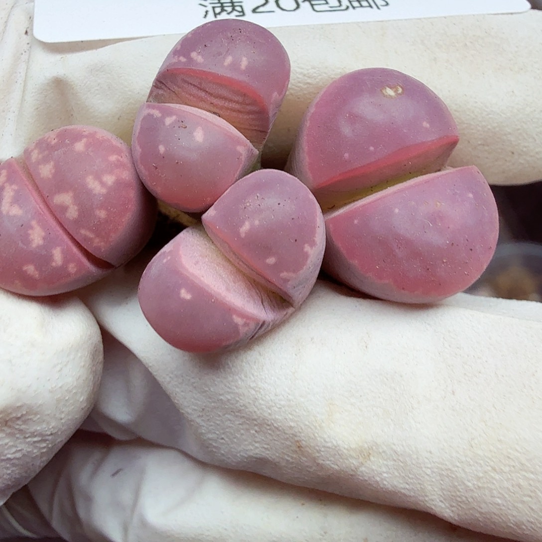 是一个充满生机盎然朝气勃勃270我