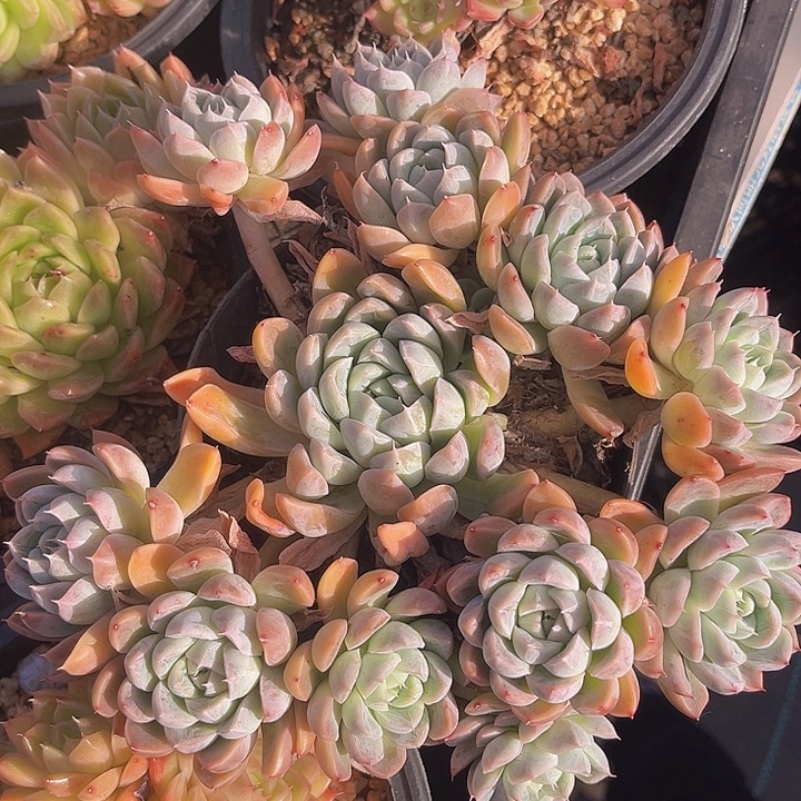 艾莎公主08118多肉植物