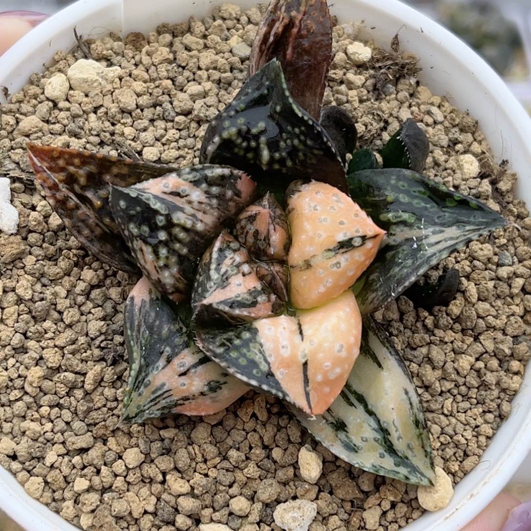 862母本紫禁城锦福利专场