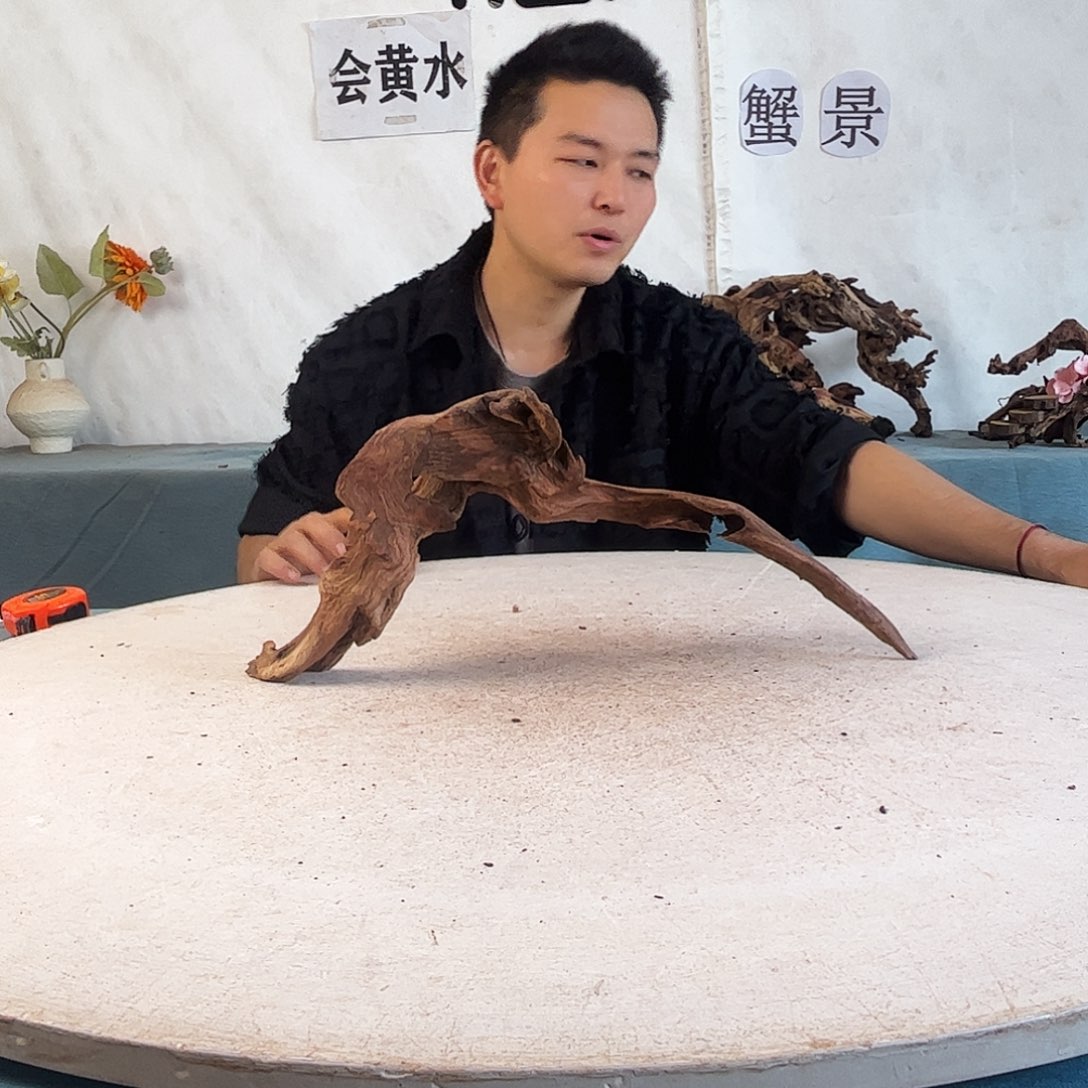 沉木造景爬宠造景