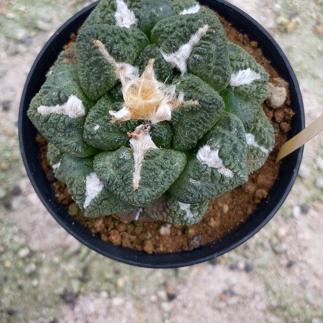 一***闲龟甲岩牡丹一物一拍