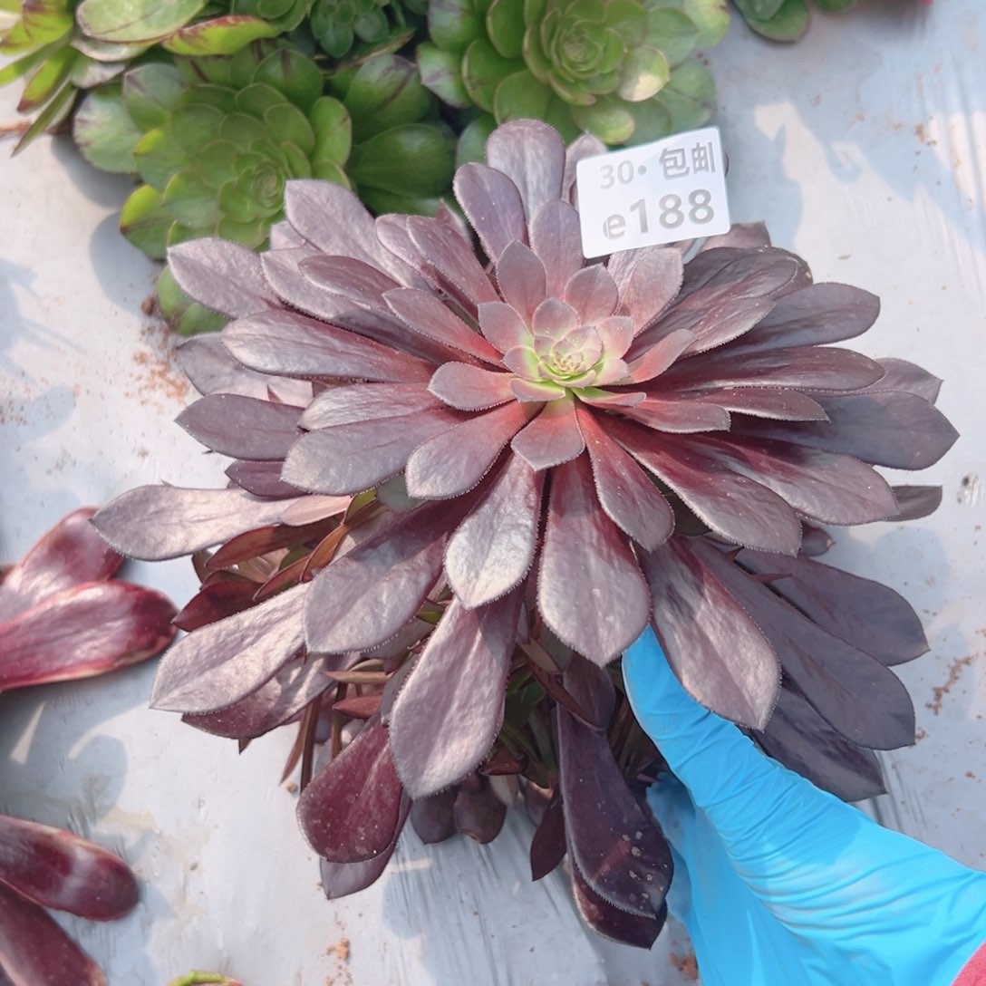 188黑铜多肉法师