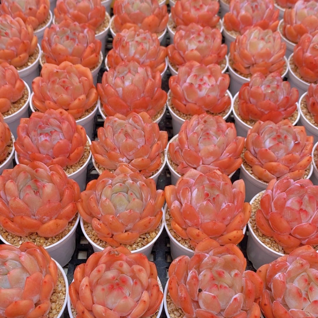 量拍54号 奶油果冻韩橙单头五个