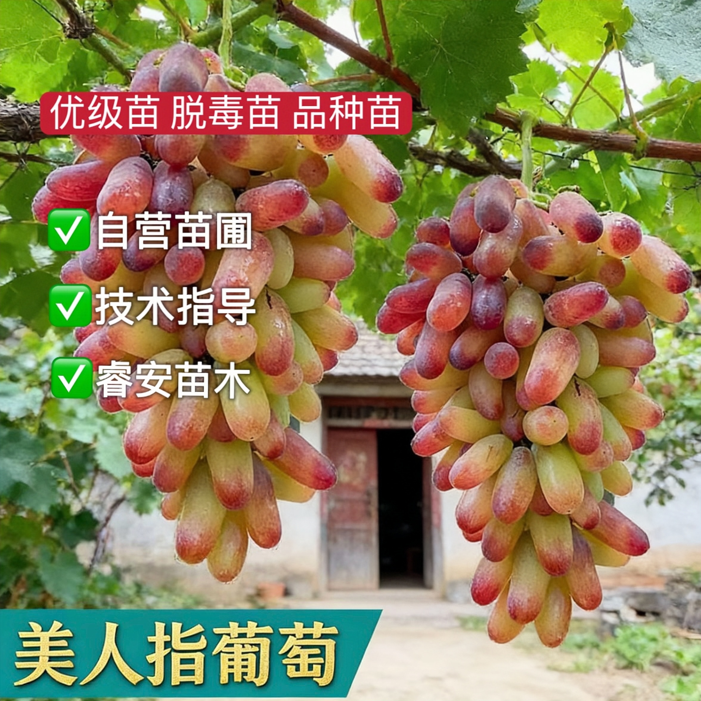 【正宗】蓝宝石阳光玫瑰巨峰妮娜果树苗盆栽地栽抗寒耐热南北方均可