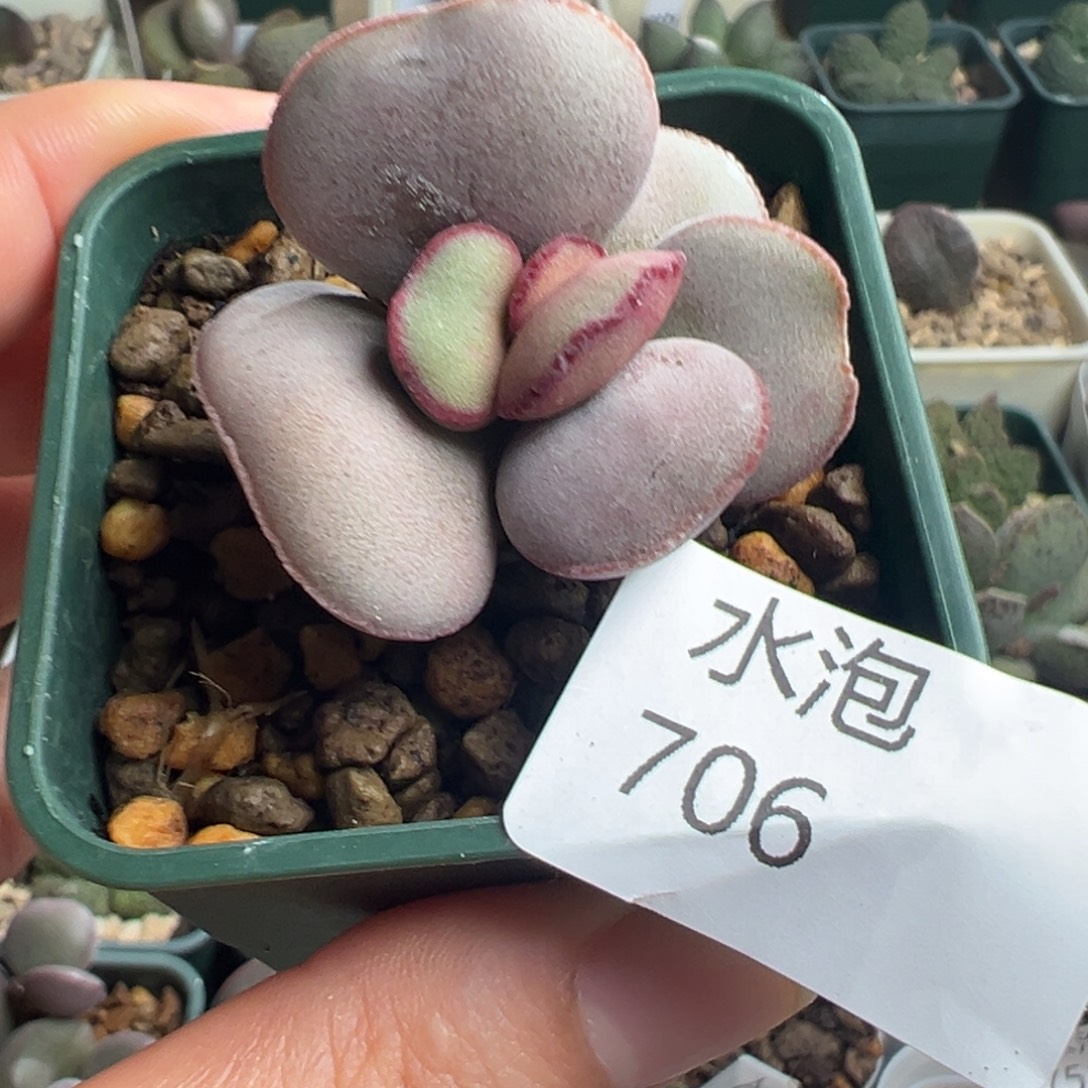 706花朵型实生水泡一颗