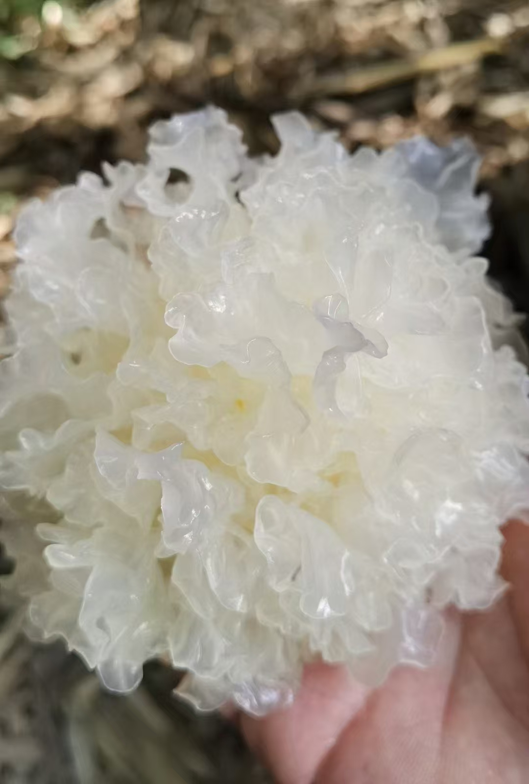 巴山特产椴木小银耳干货甜糯口感出胶高可做银耳汤