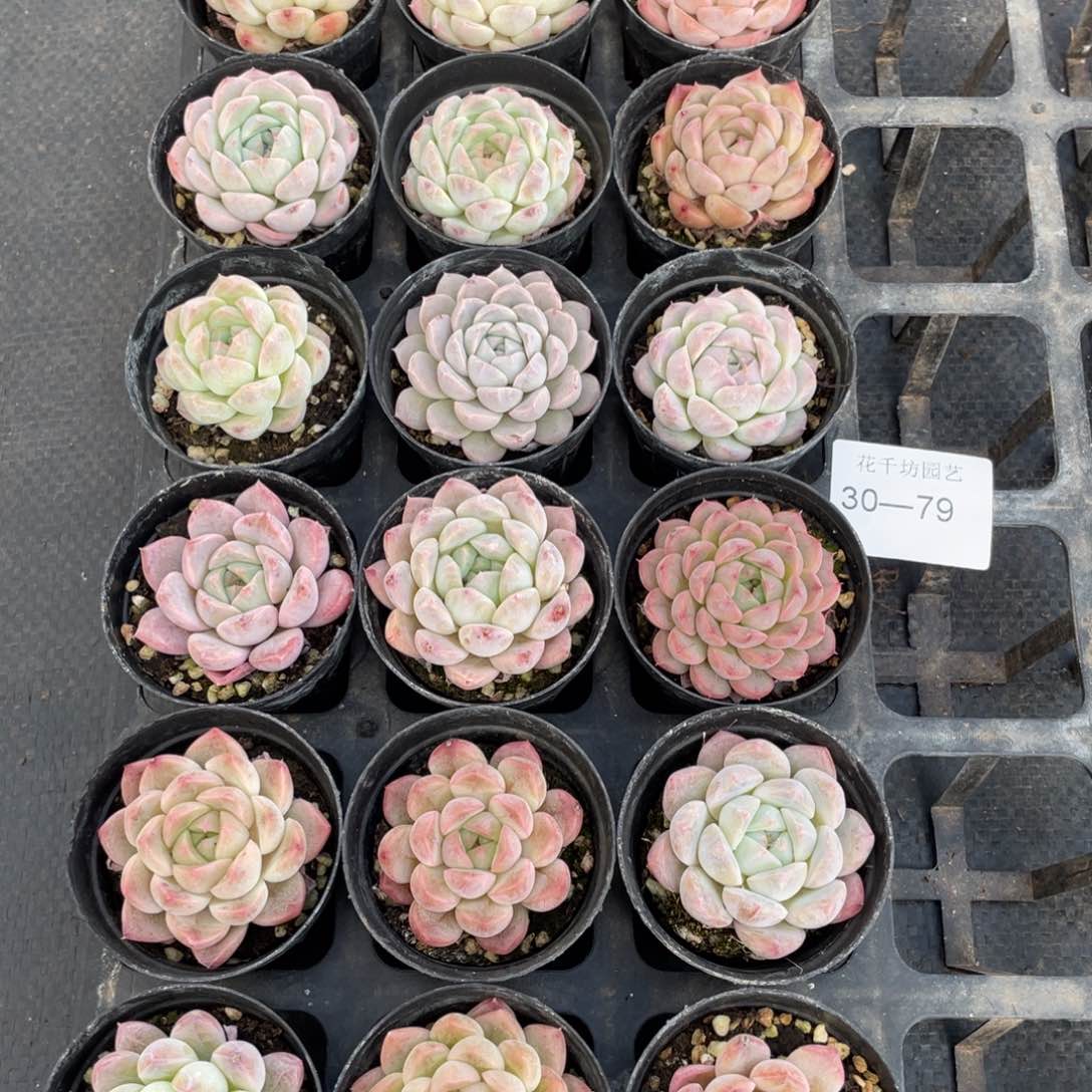 一物一拍18颗30-79