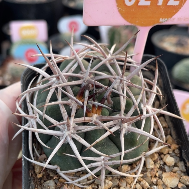 实生碧岩玉0212000000