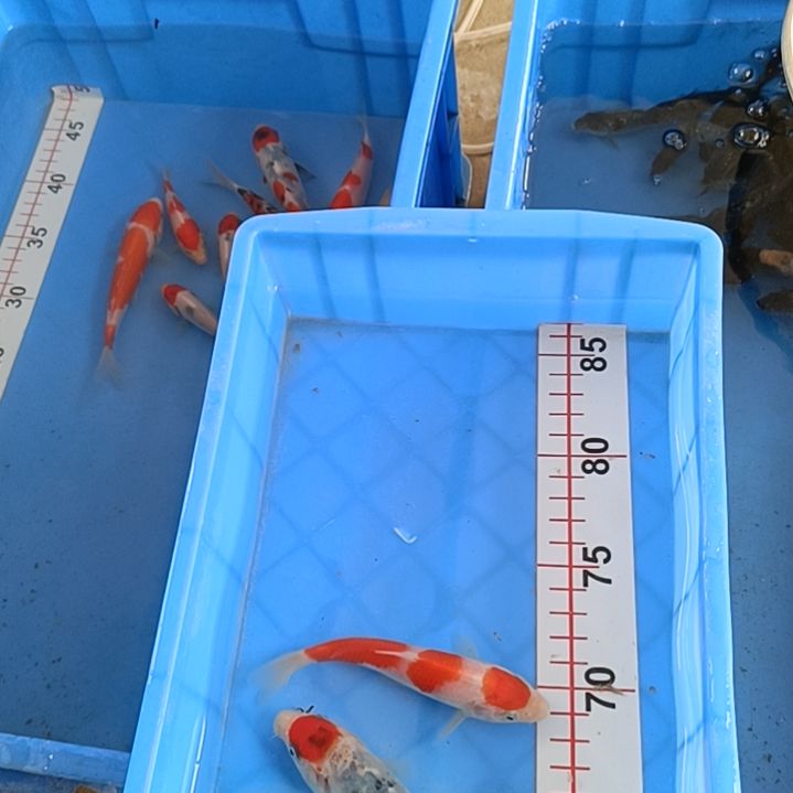 海水顺丰包邮开箱包活1