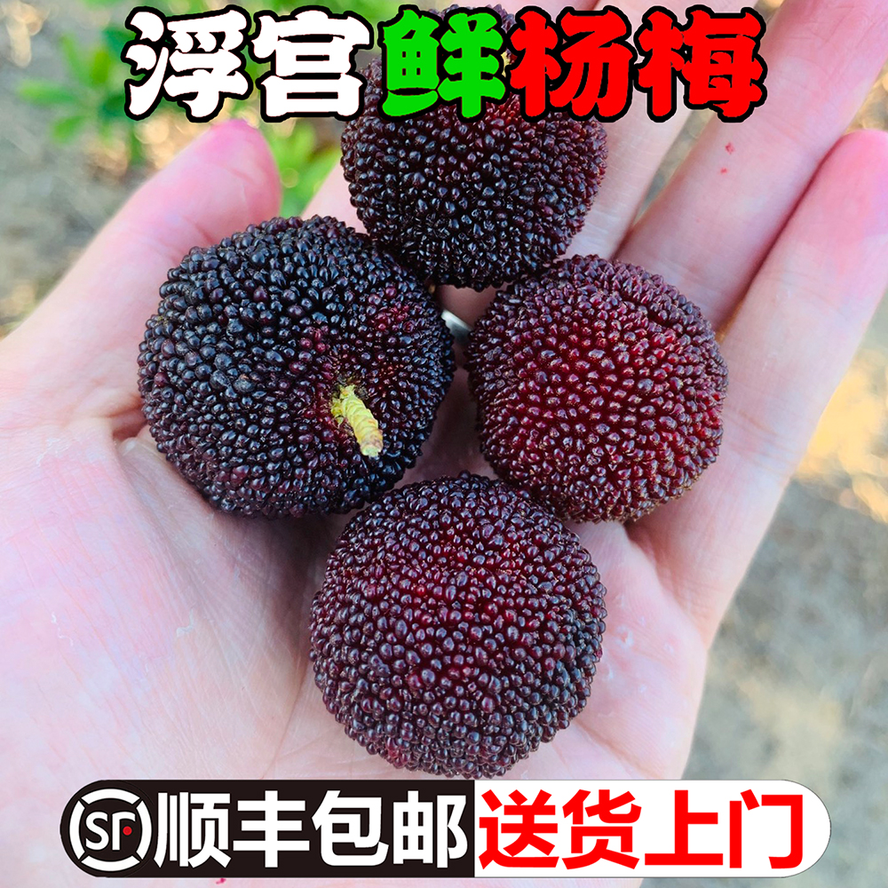 顺丰包邮新鲜杨梅现货正宗福建漳州浮宫杨梅新鲜现摘鲜果早梅孕妇儿童酸甜应季当季水果1-4.5斤福建省