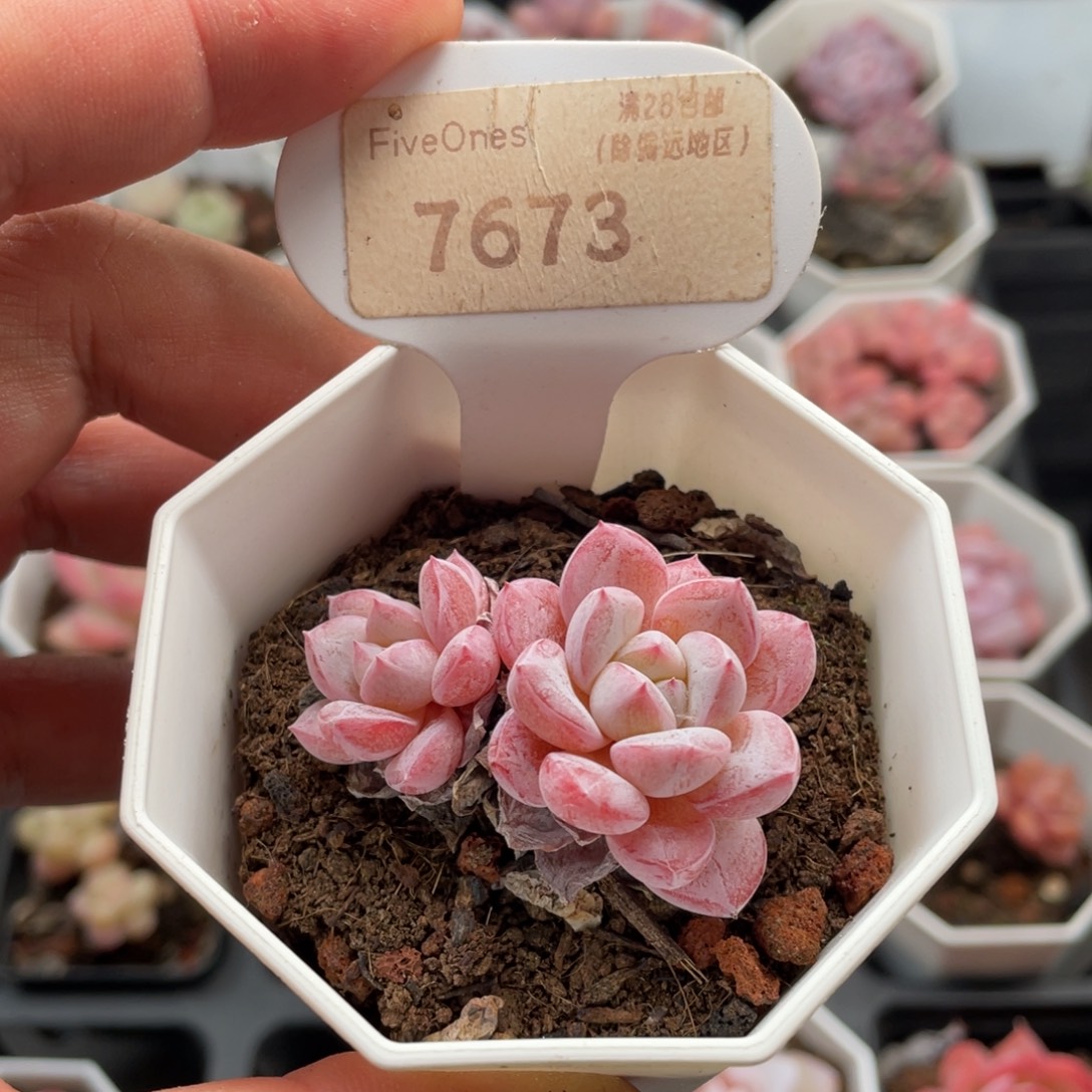 维特7673-4.5厘米