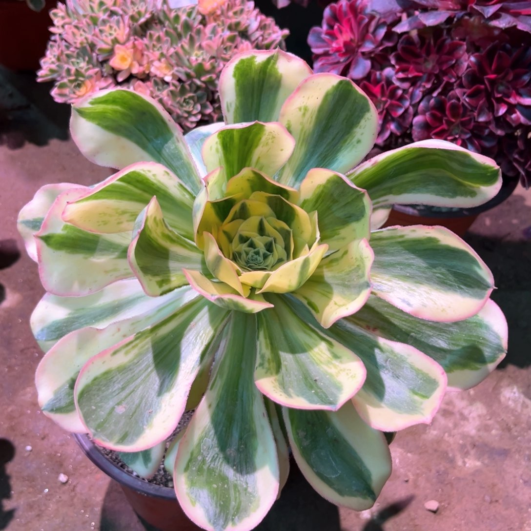 多肉植物燕姿216