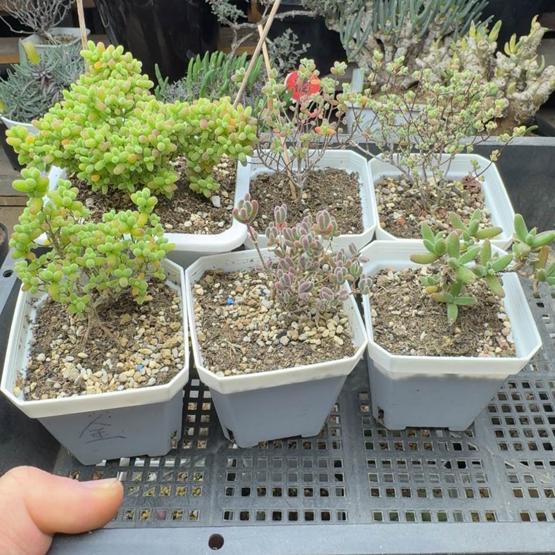 六个枝干组合福利多肉。       