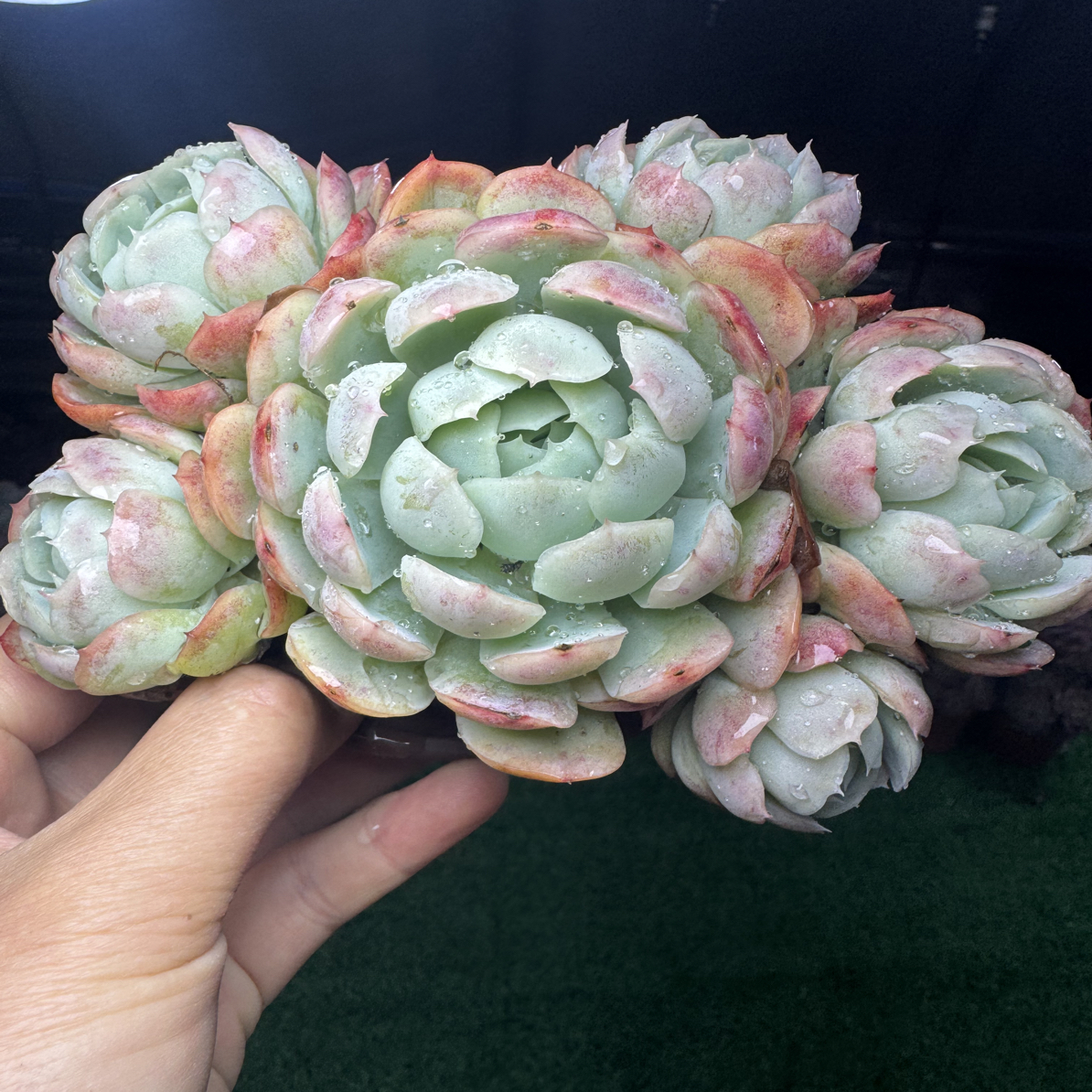 贝瑞带半土发货以直播标准为 满15包邮不满到付