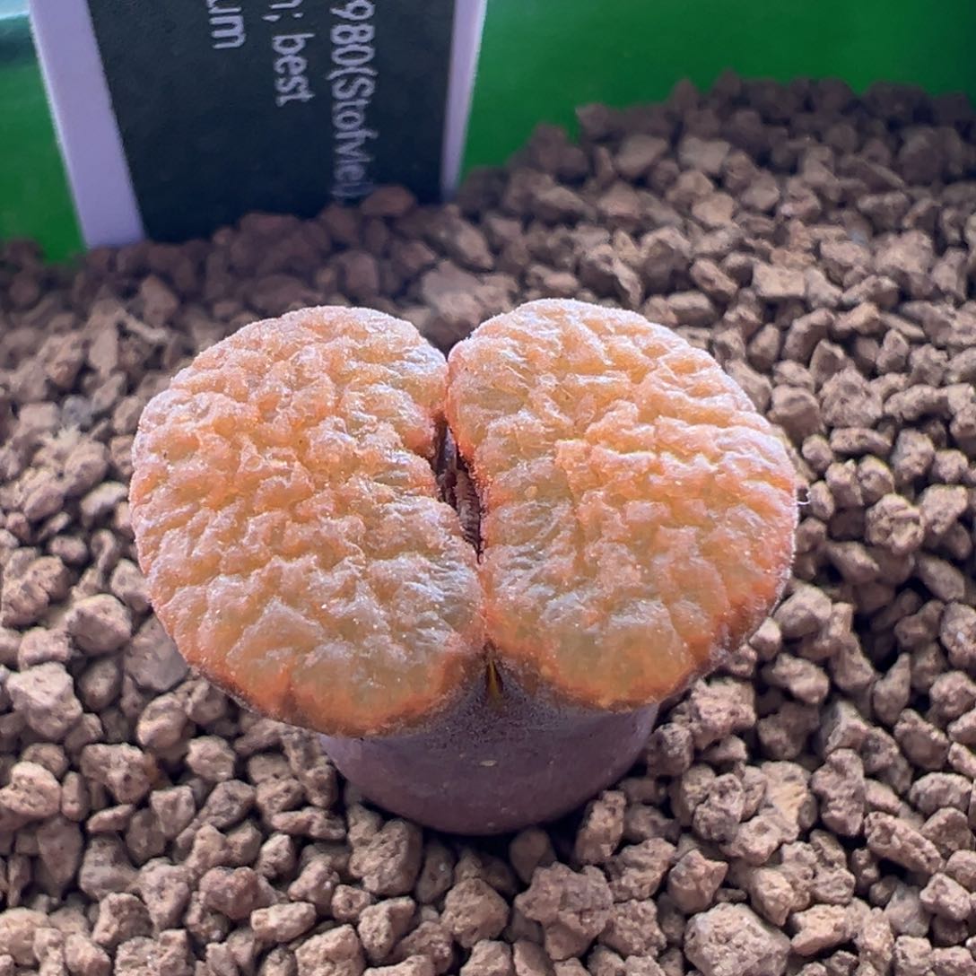 73。青蛙优选eh980超级蛋糕