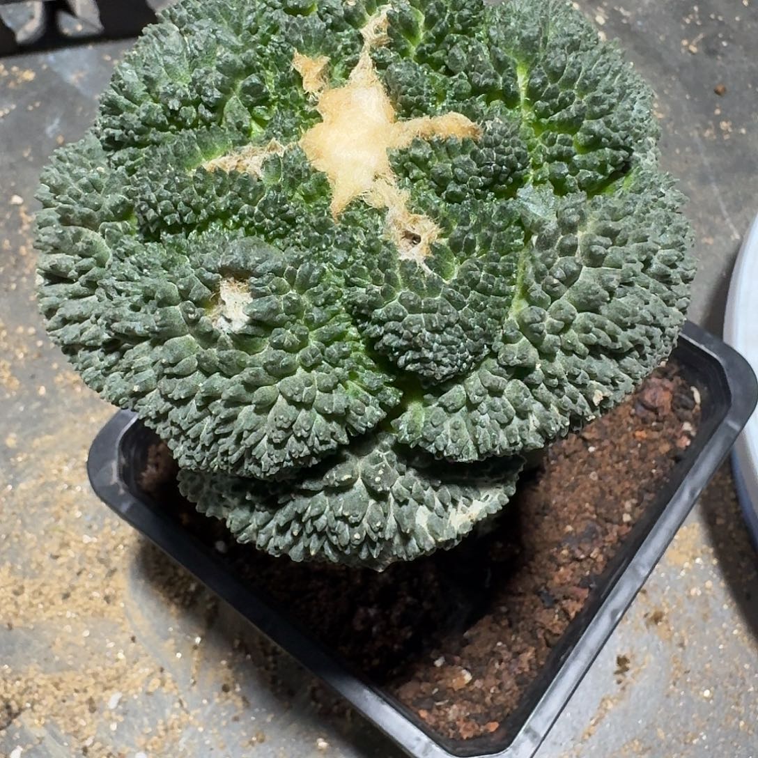 518号馒头哥斯拉牡丹袖蒲