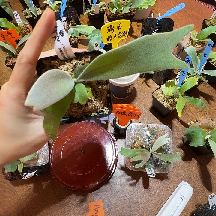 无花朵鹿野直播间竞拍侏儒塔苏塔