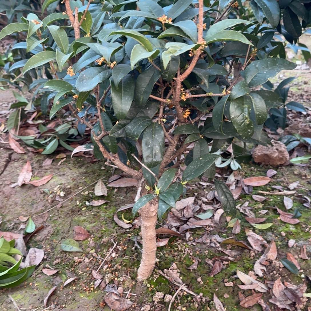 雪***银无花朵桂花。四季桂系列