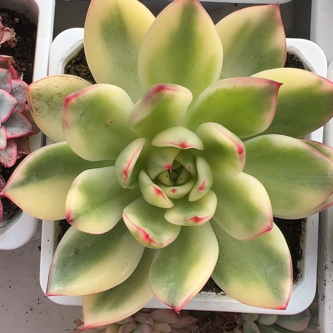 阿施娜锦多肉植物