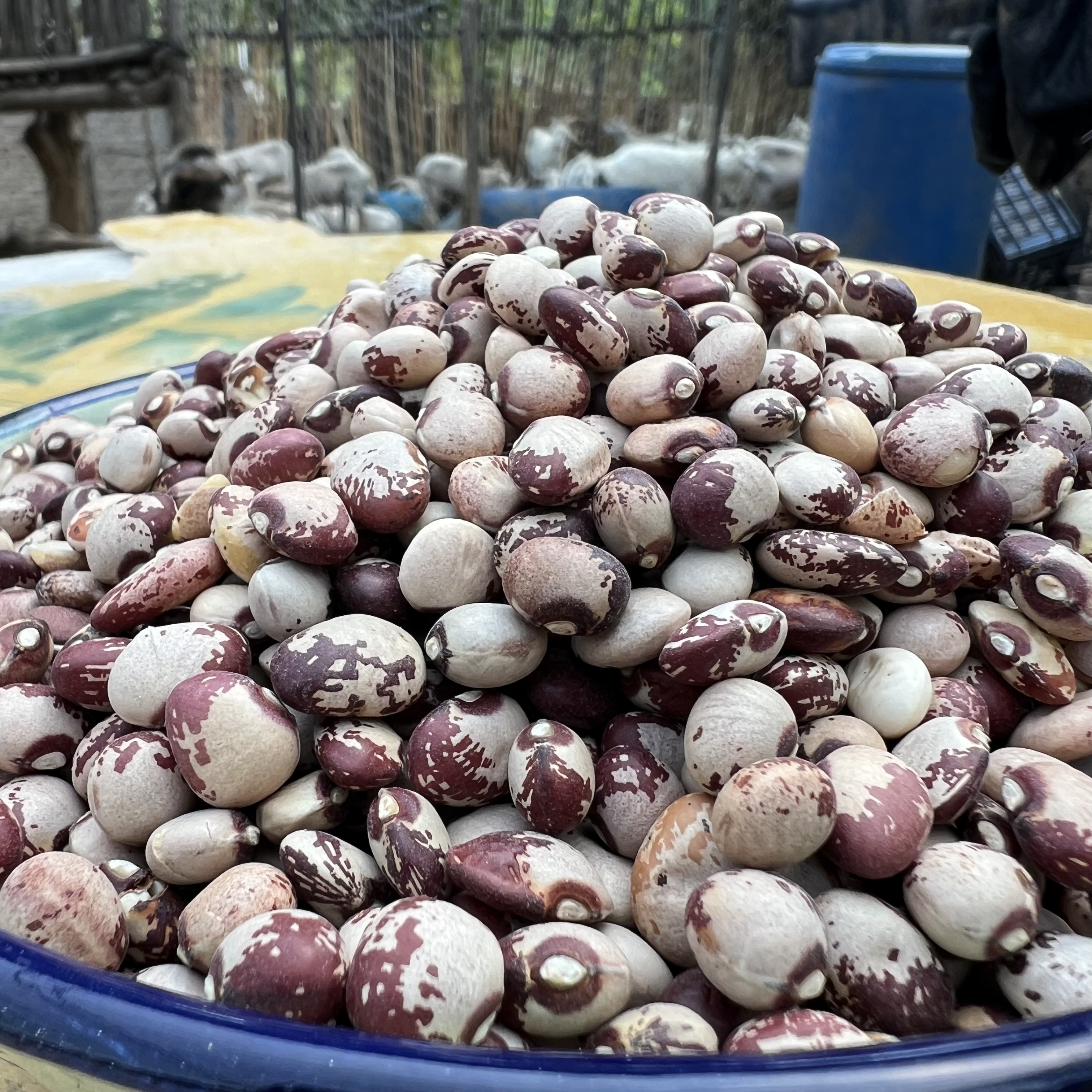 陕北农村老品种旱地  江豆
