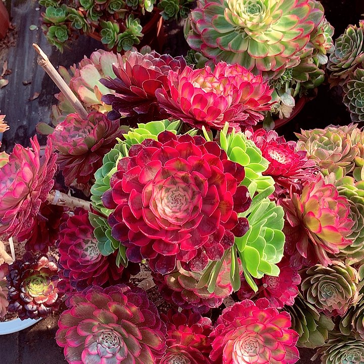 嫁接啊啊啊啊啊啊啊啊