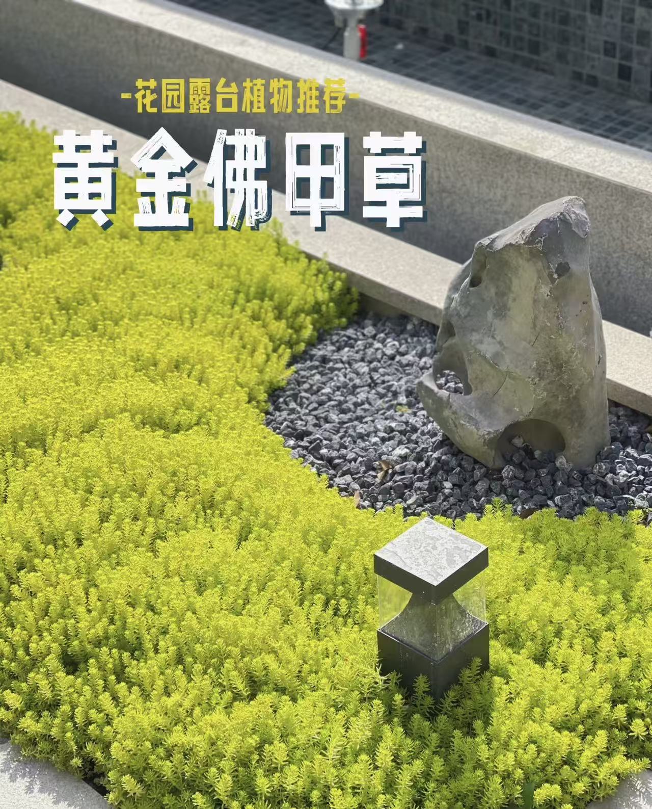 金叶佛甲草 多年生宿根四季常青庭院花园草坪