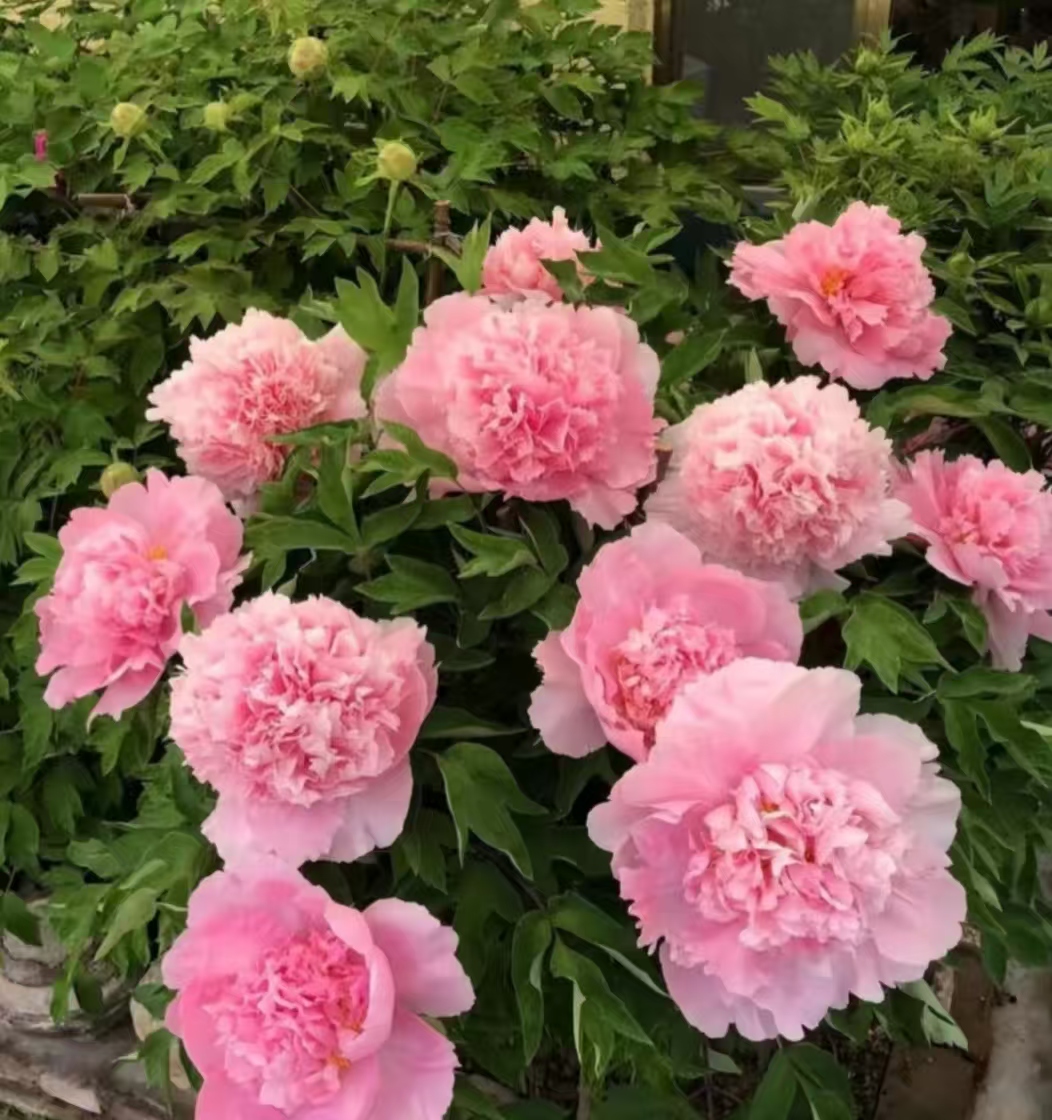 【彩绘】粉蓝色山东菏泽基地直发适宜地栽盆栽庭院种植观赏植物