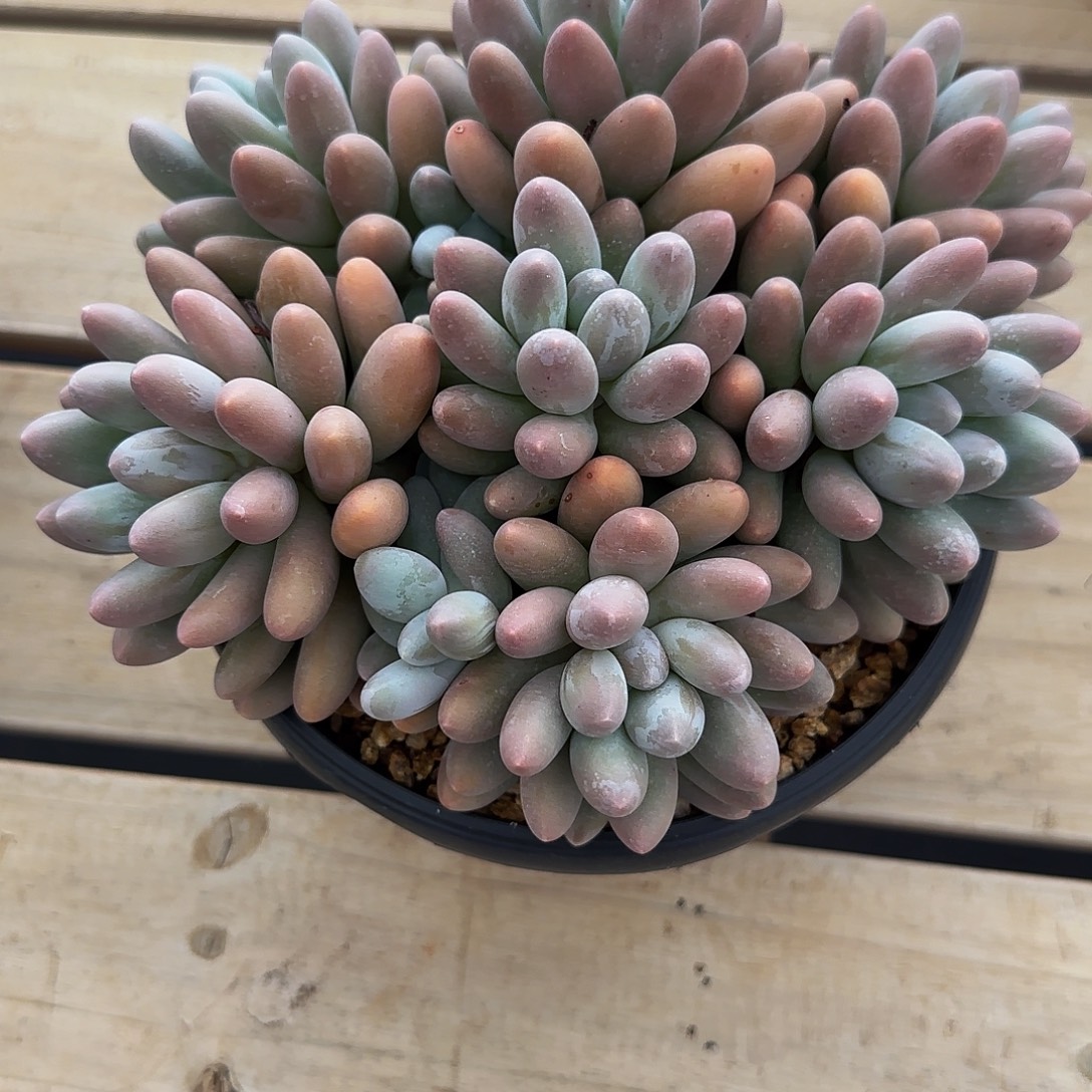 浅***月多肉植物汤圆系列
