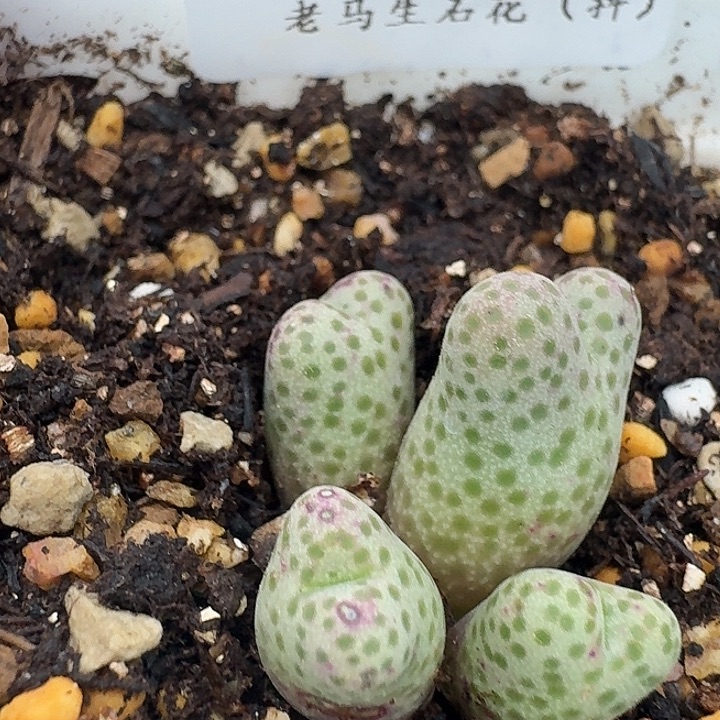 老马生石花955d斑马207