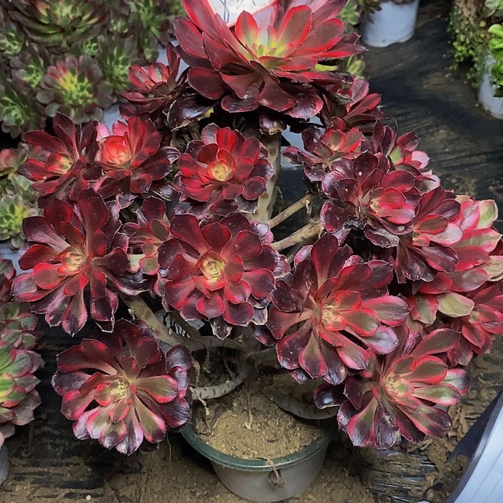 香奈儿老桩捧花821号