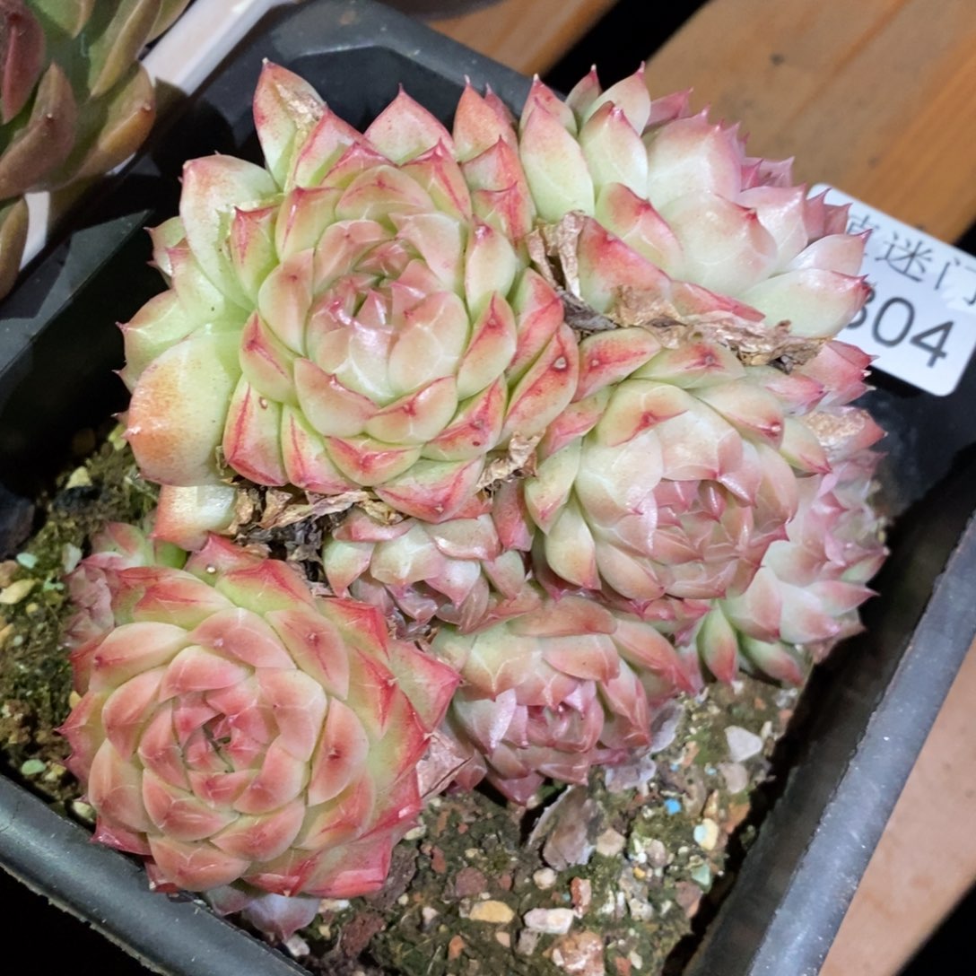 倚****不包整散掉头8804~12厘米