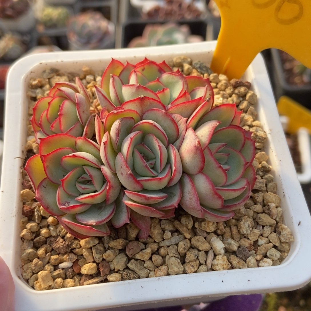 2106牡丹亭多肉植物