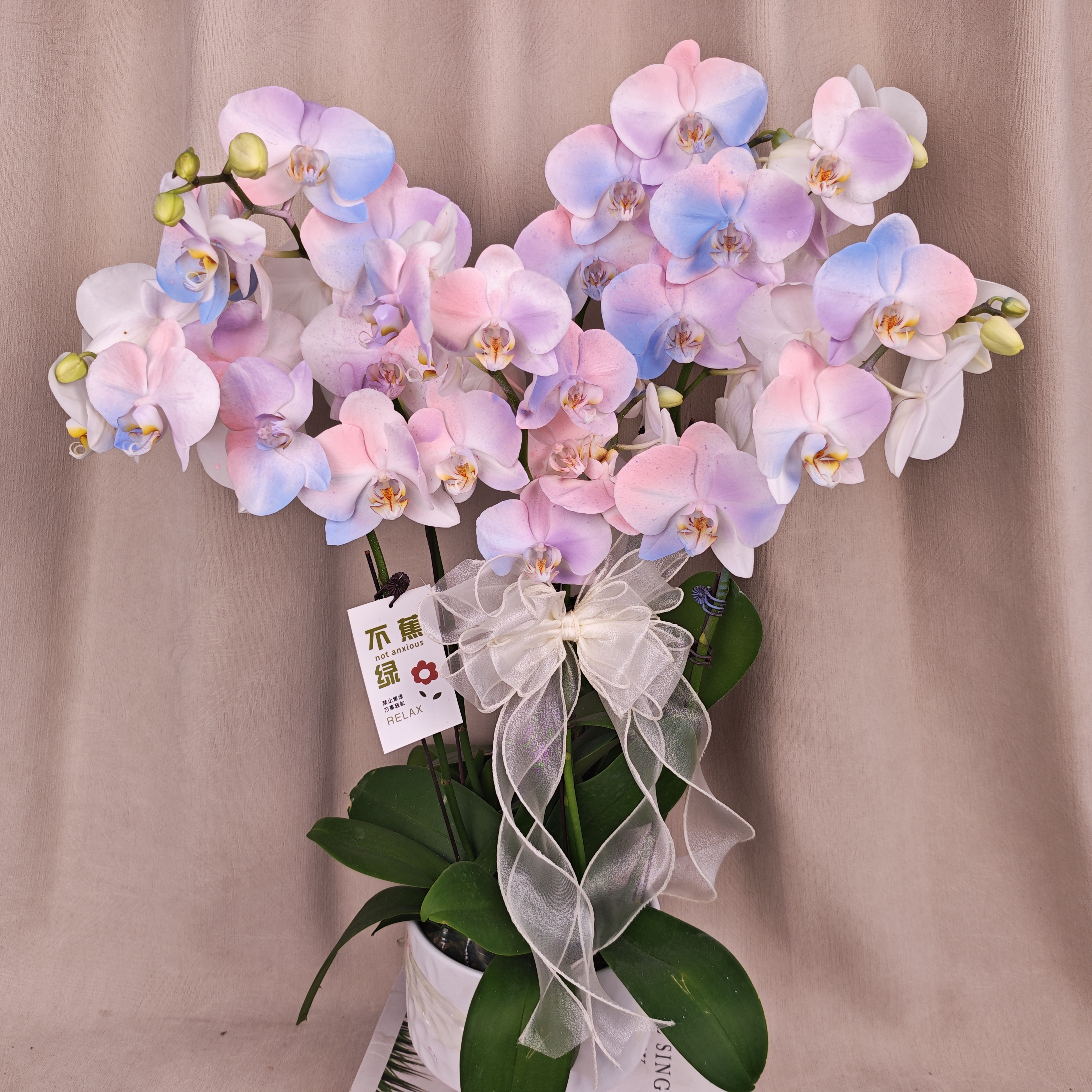  [彩虹]蝴蝶兰马克龙稀有色系 稀缺植物提取艺术喷色花卉