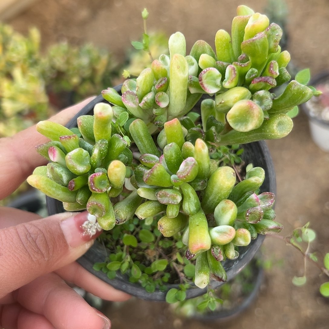 多肉植物吸财树白锦