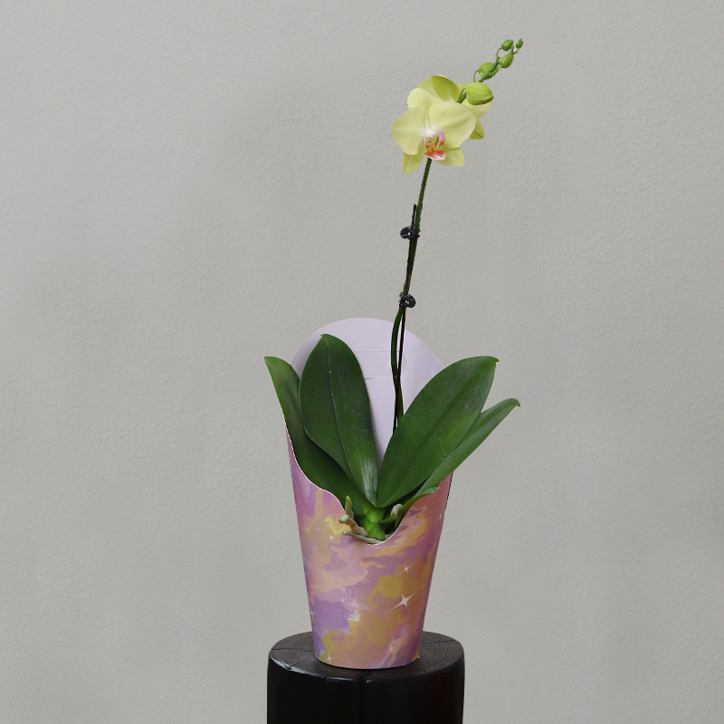 蝴蝶兰【绿水晶】拍满3颗顺丰（偏远除外）高端蝴蝶兰