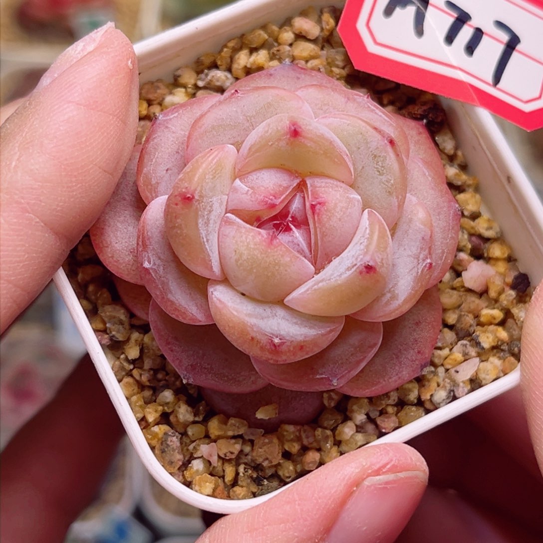 H717一物一拍 织婳