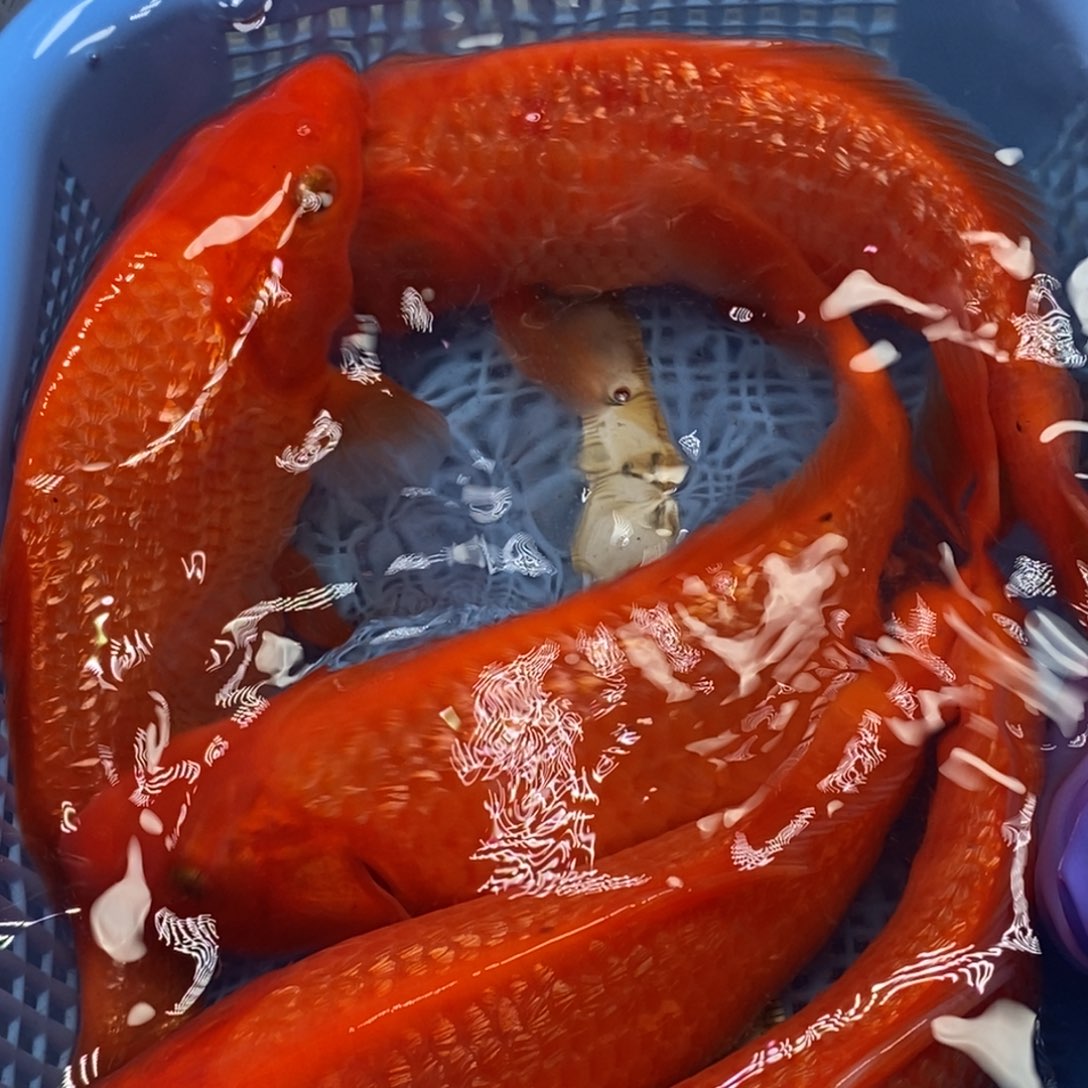 锦鲤冷水锦鲤包邮