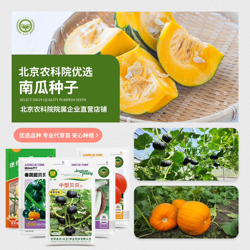 农科院南瓜种子嫩南瓜贝贝南瓜蜜本南瓜观赏玩具巨型南瓜蔬菜籽孑