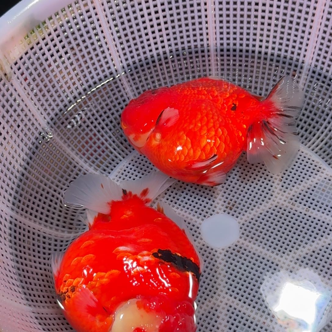 金鱼精品短尾狮子