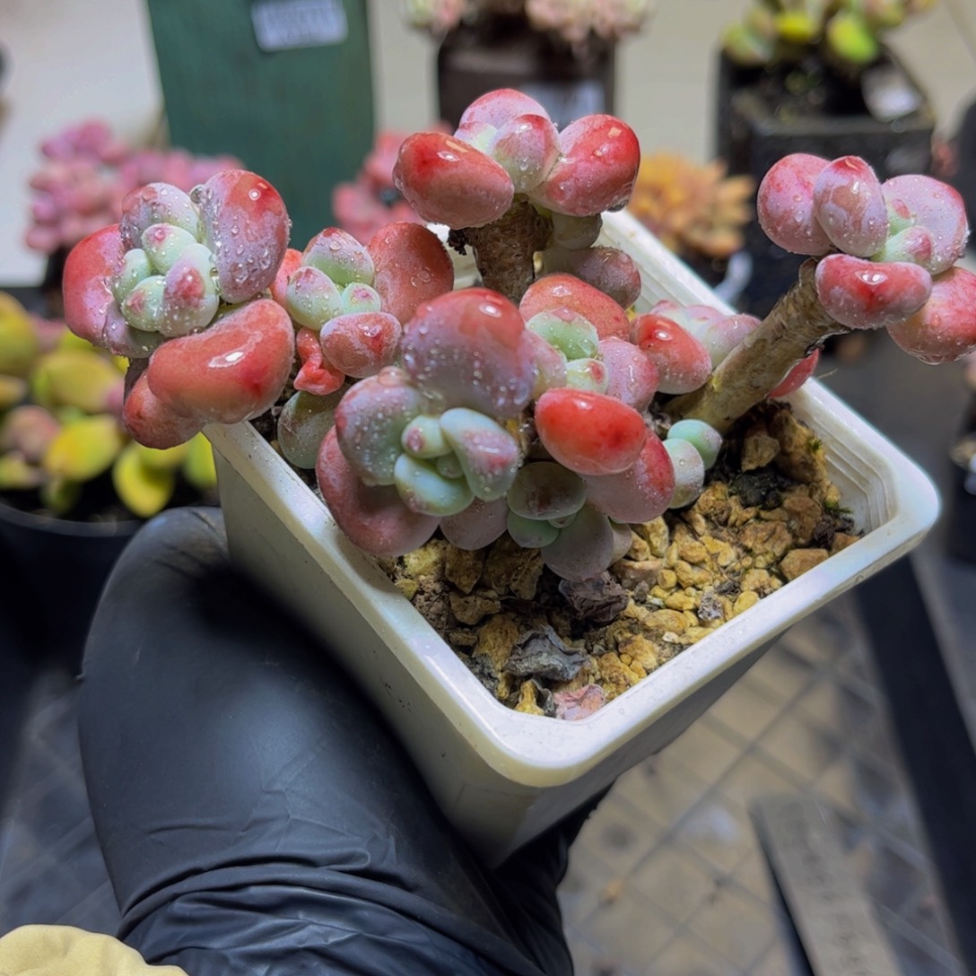 556腰子洛神12厘米多肉