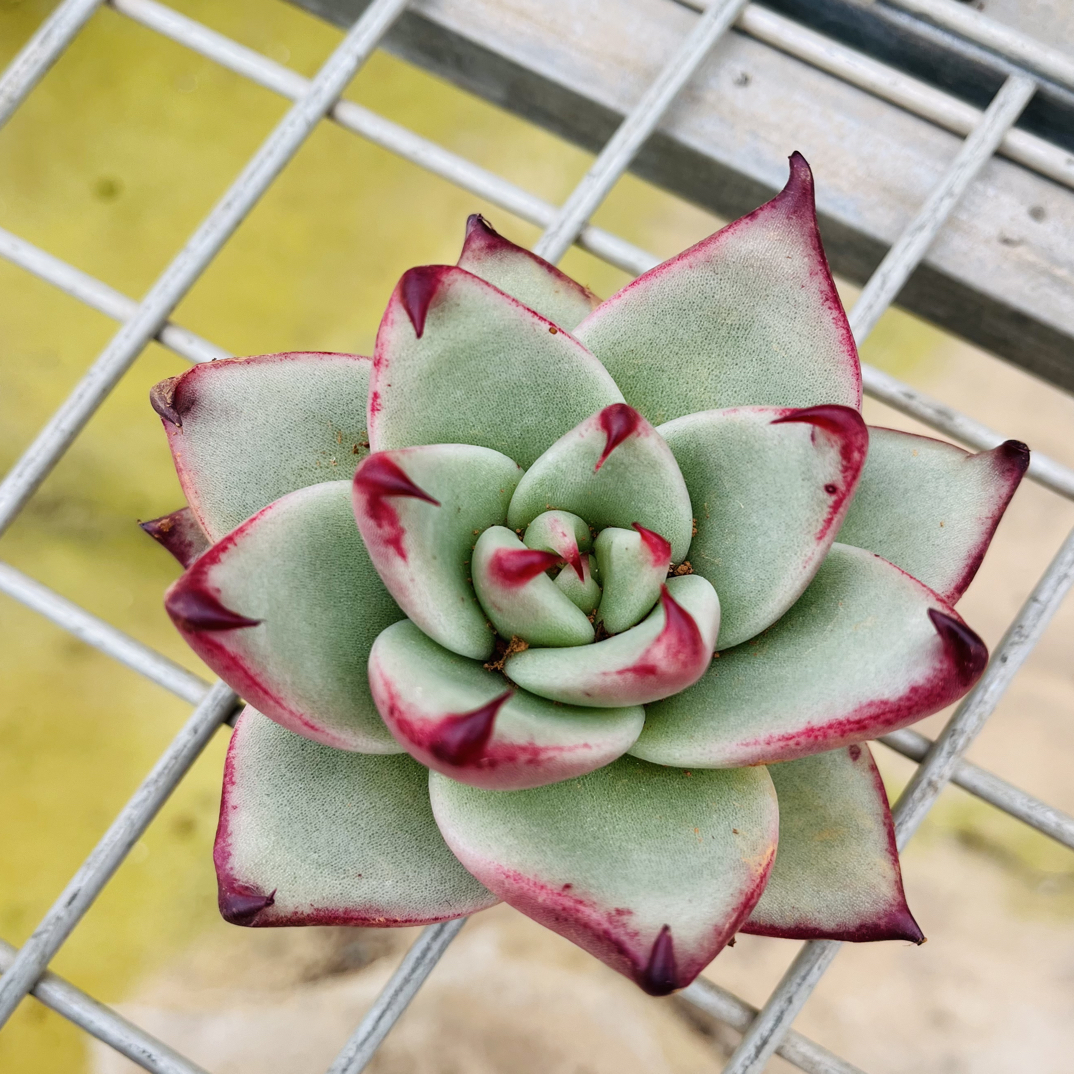 倒勾乌木 乌勾勾 优选 多肉植物