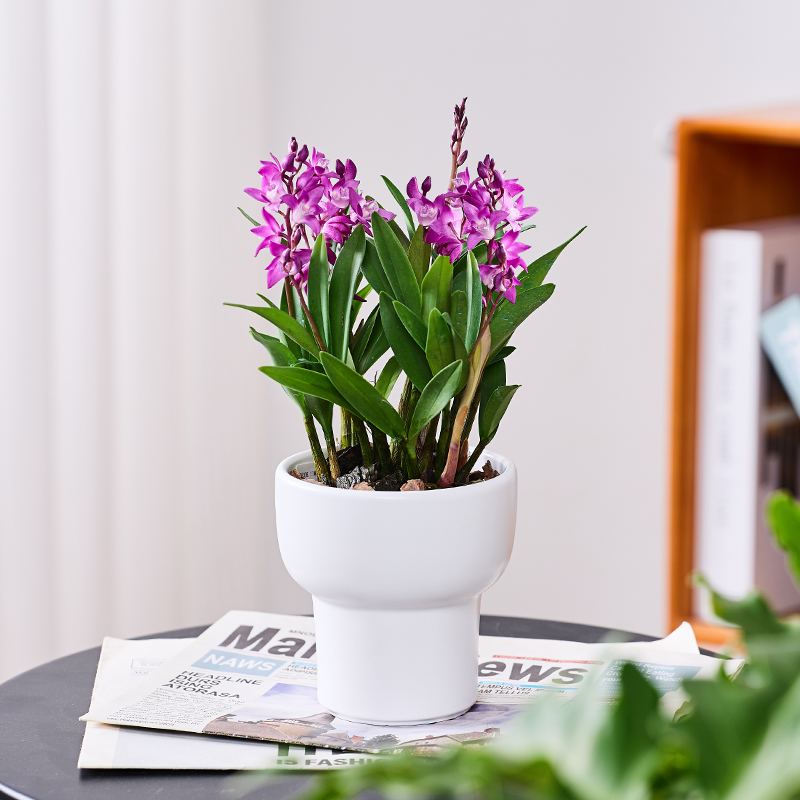 香水石斛兰盆栽花卉植物室内花开花芳香美观客厅办公室桌面茶几苗