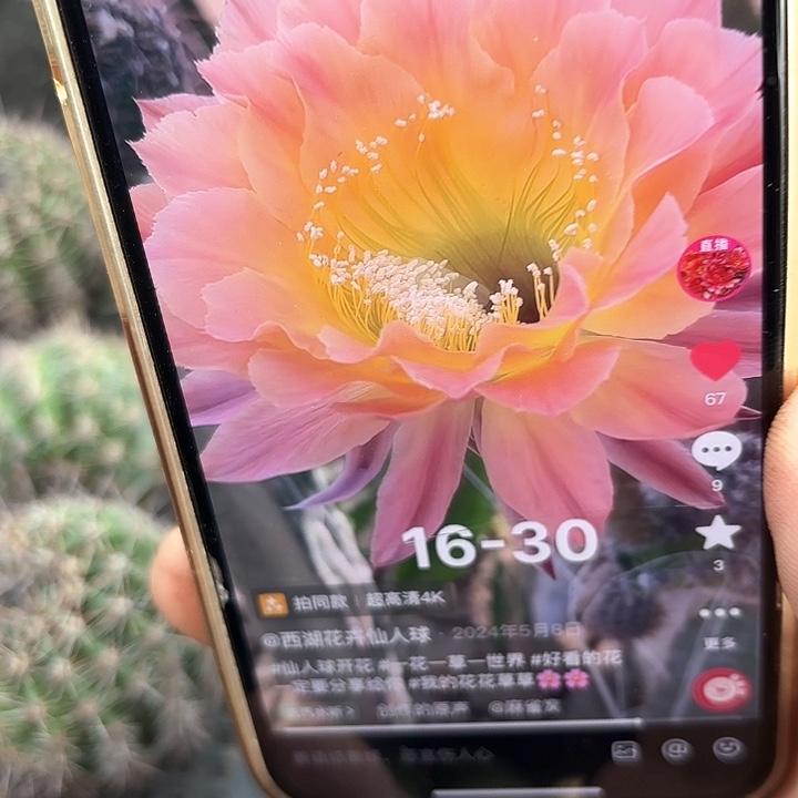 16-30 20包邮仙人球30