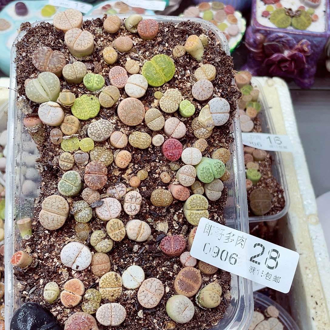 生石花18包邮0906-28
