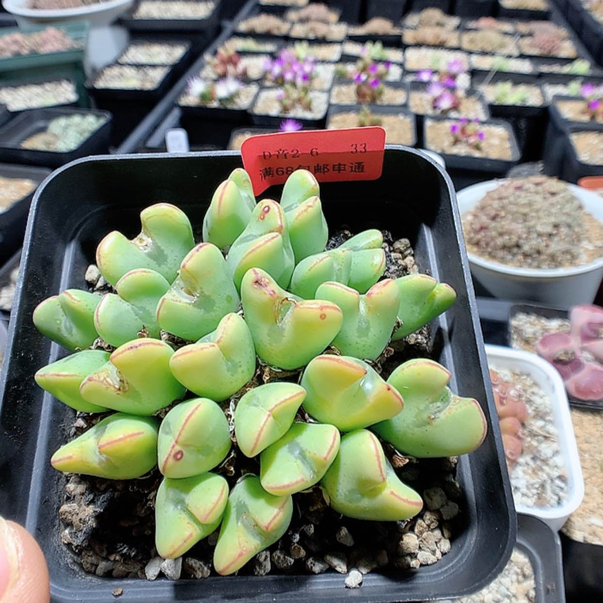 【闪购商品】2-6-33 少将一群特 80