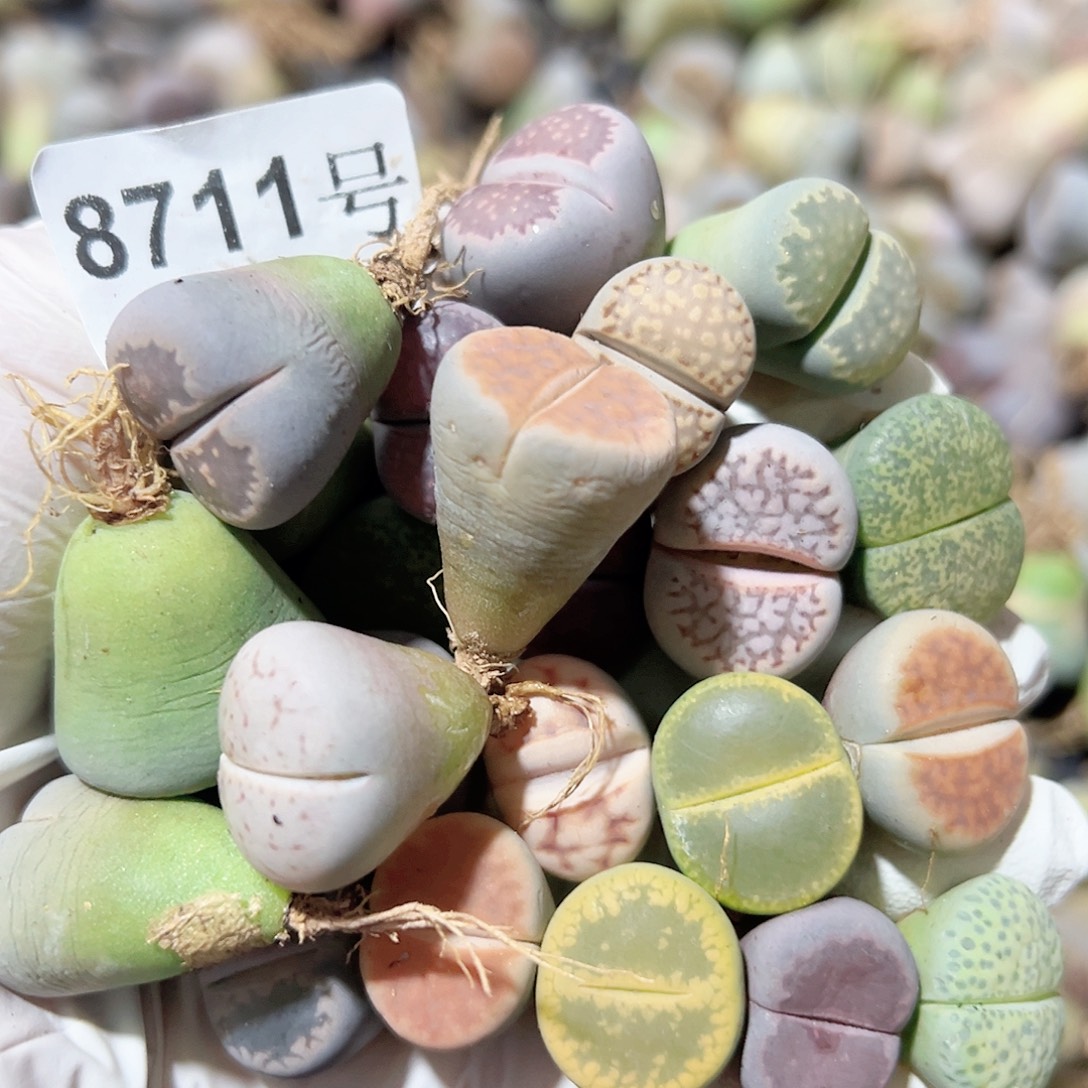 8711 好养易活生石花大母本25个下播福利